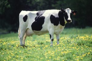 dairy cow Washtenaw Community College general fund