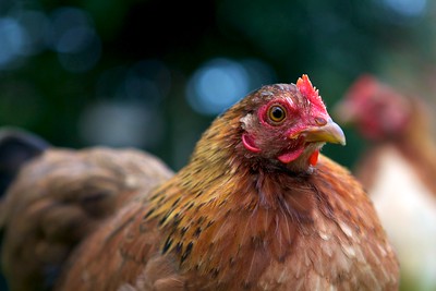 chicken workforce development