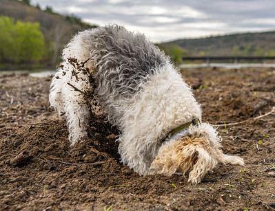dog digging a hole maintenance debt