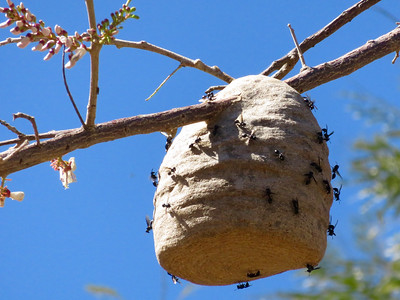 hornet's nest free college
