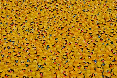 rubber duckies community colleges